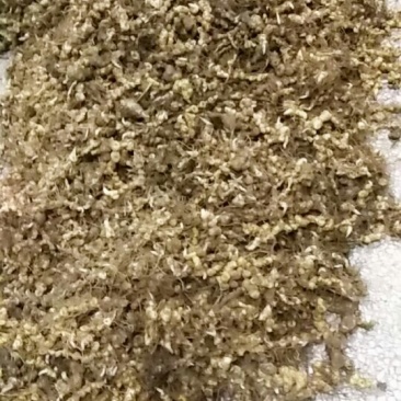 黄精种苗姜形多花黄精苗基地直发欢迎新老客户选购