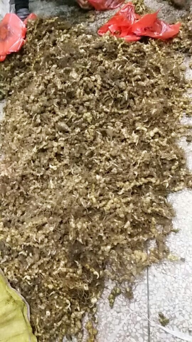 黄精种苗姜形多花黄精苗基地直发欢迎新老客户选购