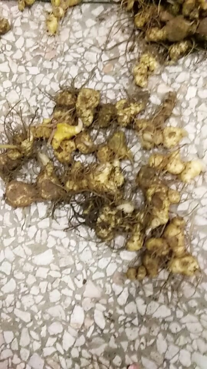 黄精种苗姜形多花黄精苗基地直发欢迎新老客户选购