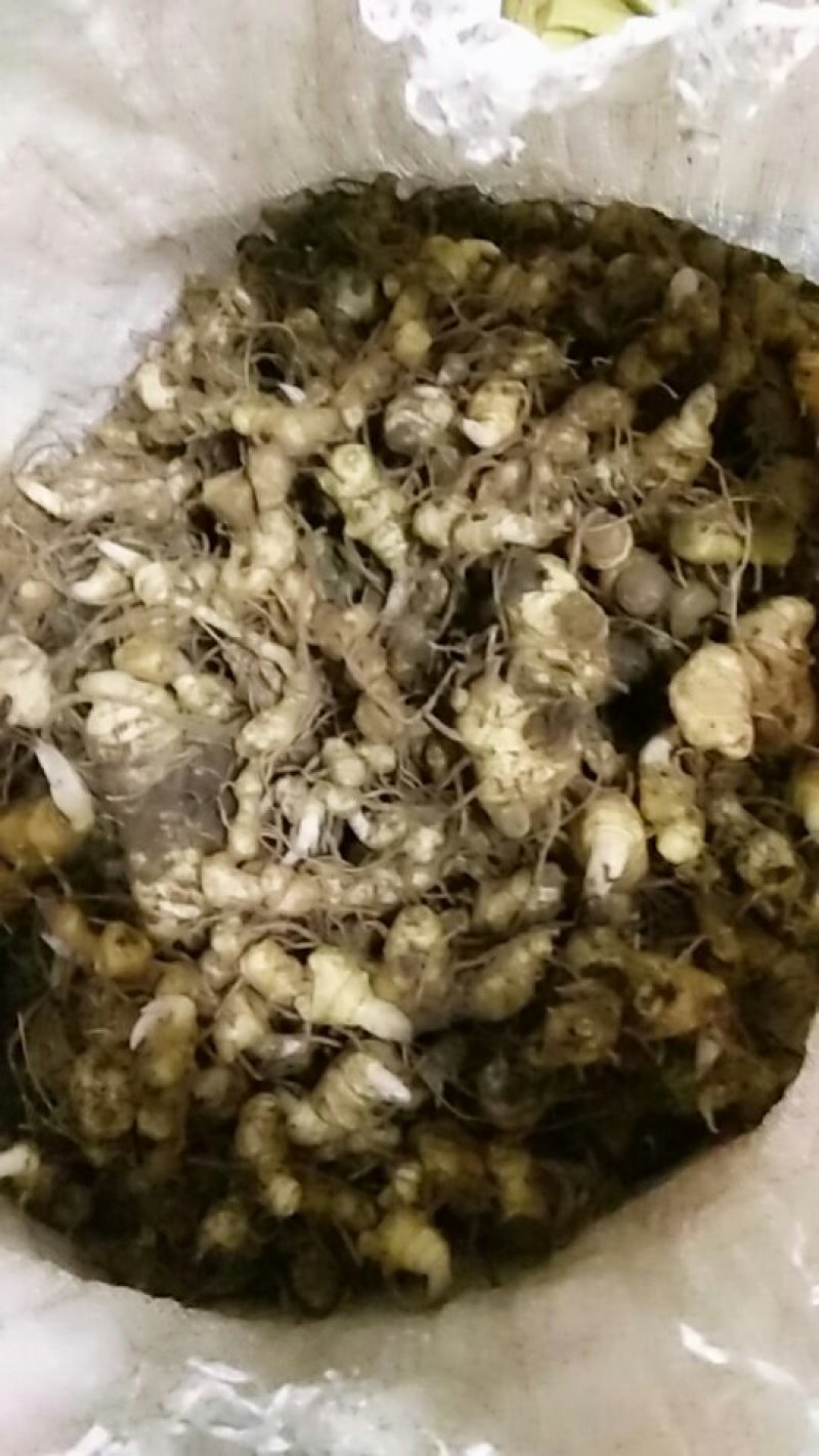 黄精种苗姜形多花黄精苗基地直发欢迎新老客户选购