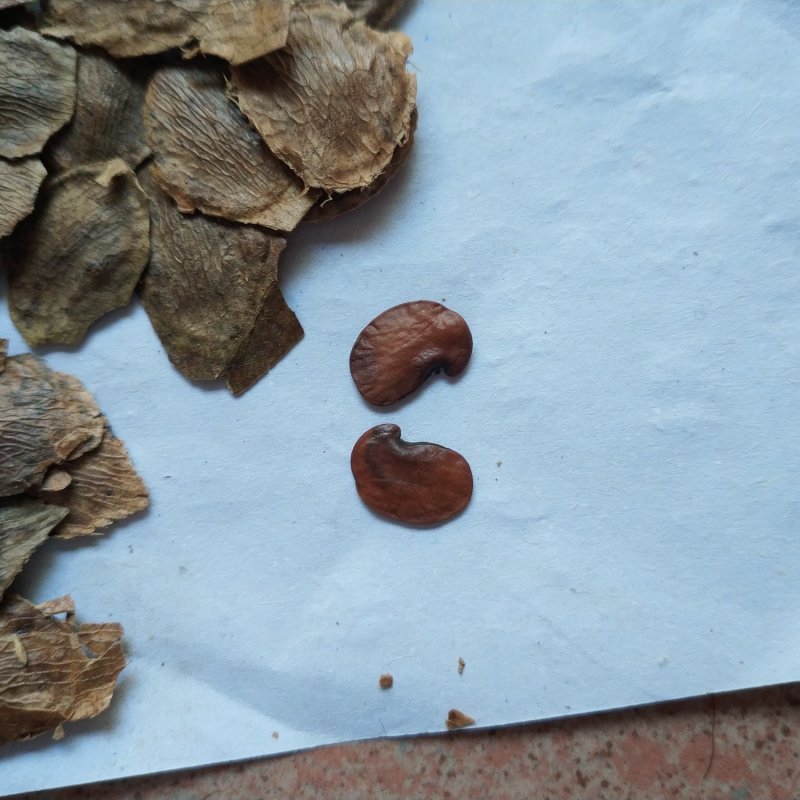 黄花梨种子，降香黄檀种子