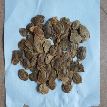 黄花梨种子，降香黄檀种子