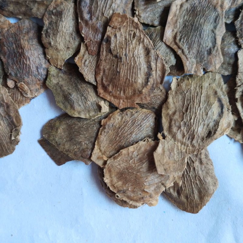 黄花梨种子，降香黄檀种子