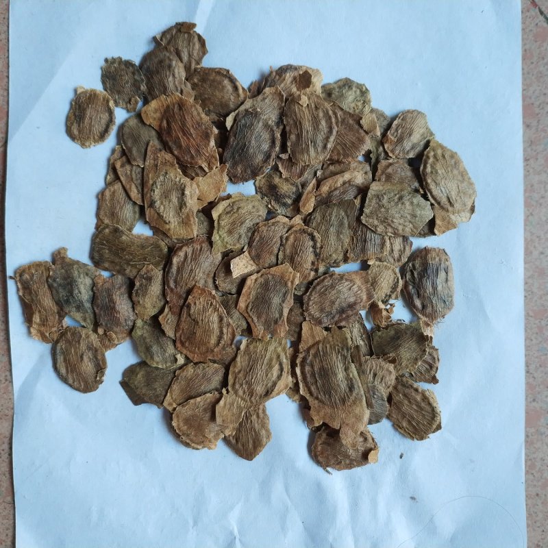 黄花梨种子，降香黄檀种子