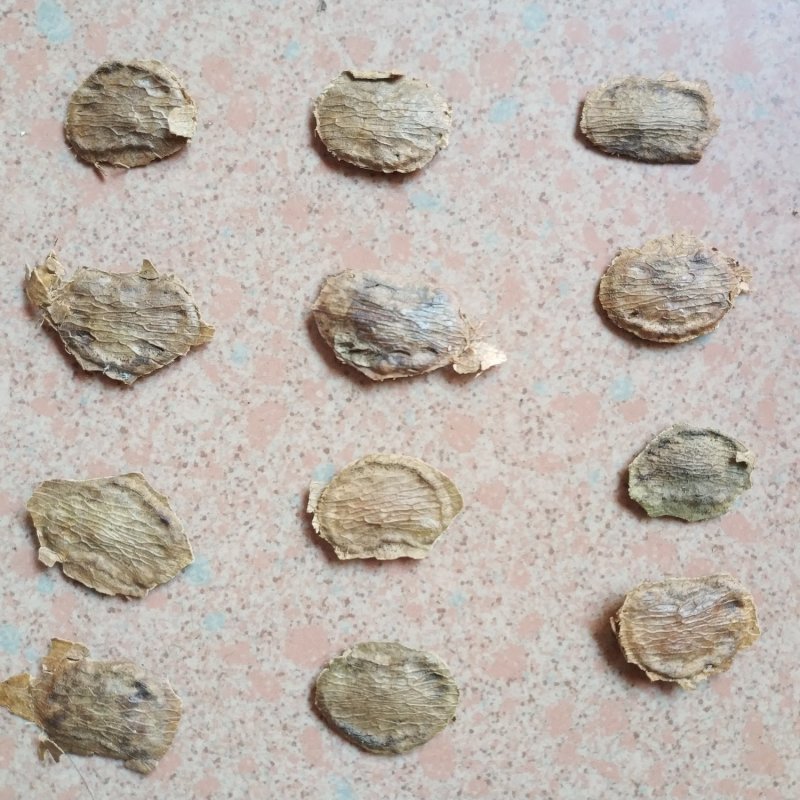 黄花梨种子，降香黄檀种子