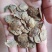 黄花梨种子，降香黄檀种子