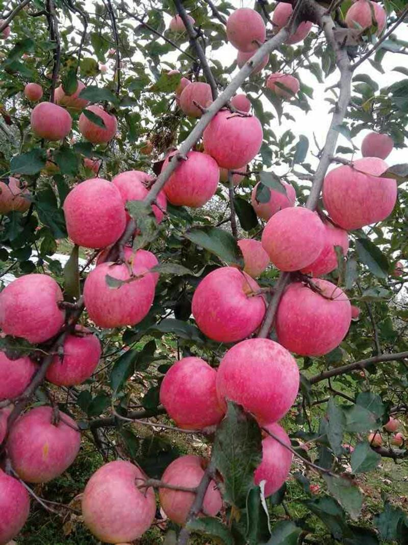 山东产地批发红富士苹果（纸袋）（膜袋）（纸加膜）一手货源