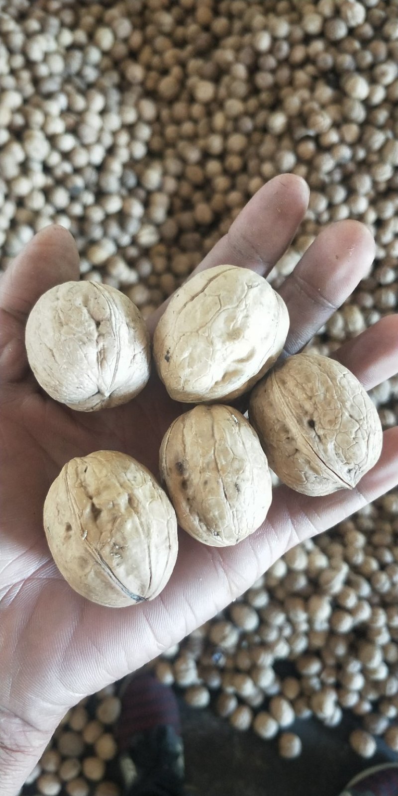 纸皮核桃果园直采一手货源质量有保证