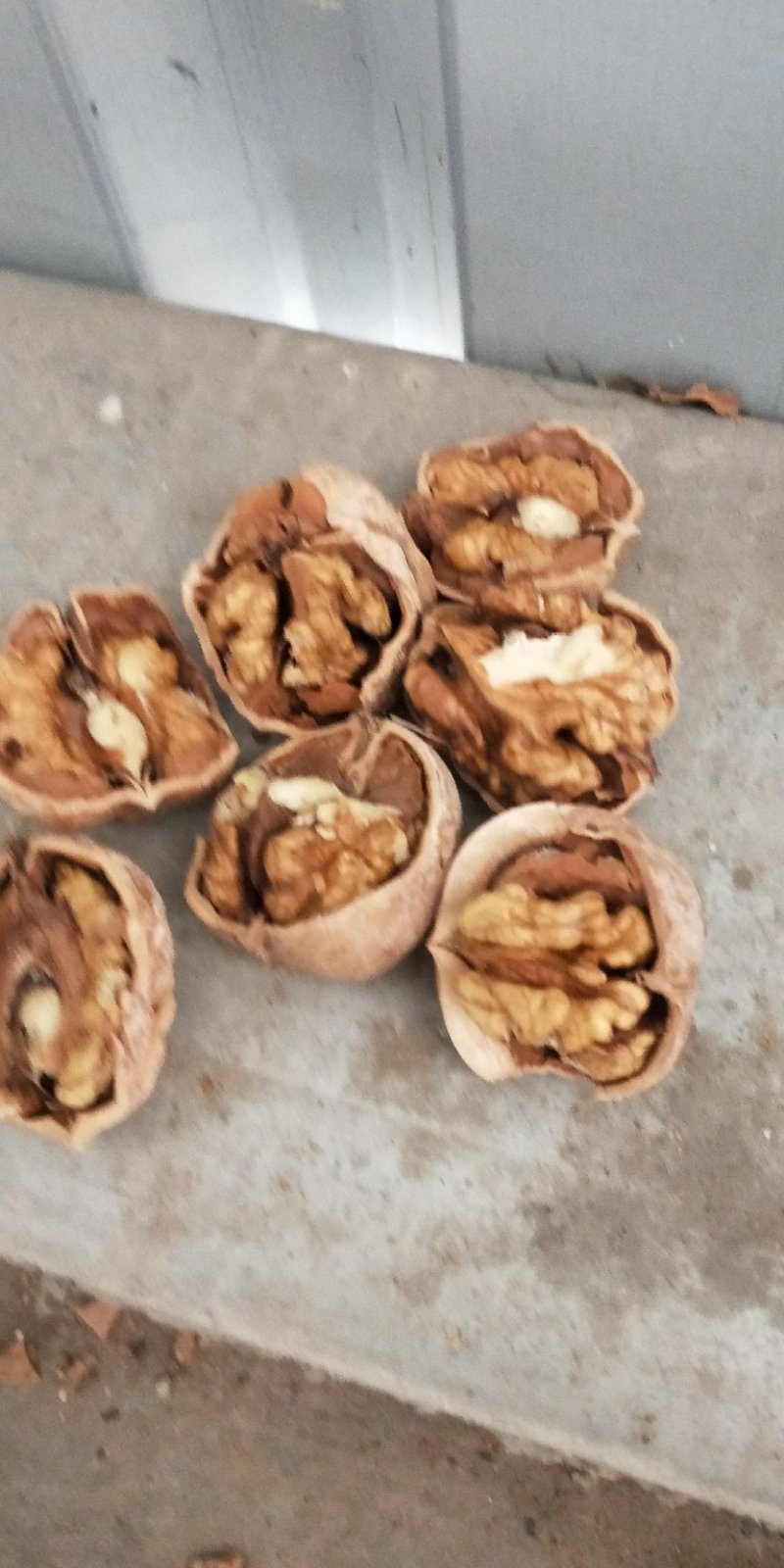 纸皮核桃果园直采一手货源质量有保证