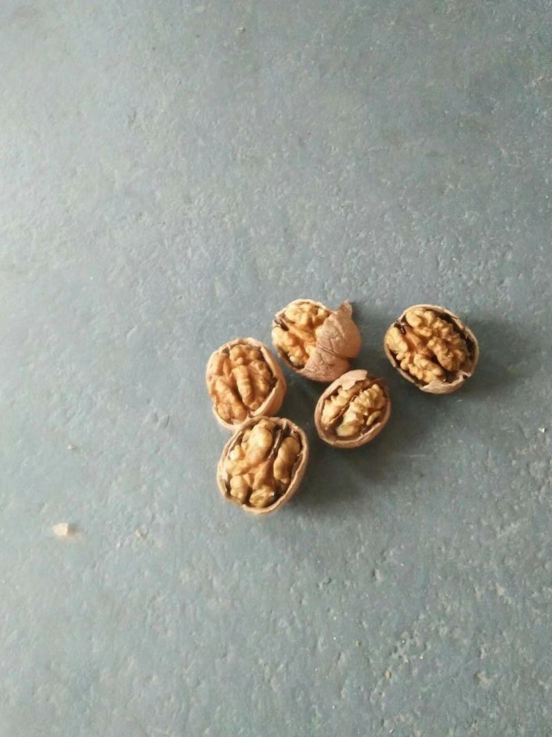 纸皮核桃果园直采一手货源质量有保证