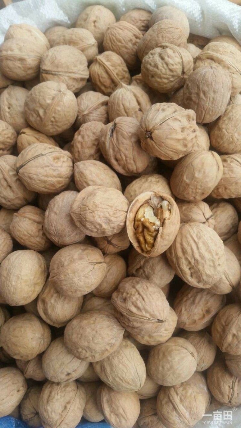 薄皮核桃30以上当年新货高质量，，大量供应，