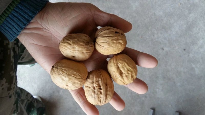 薄皮核桃30以上当年新货高质量，，大量供应，