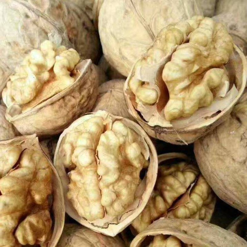 薄皮核桃30以上当年新货高质量，，大量供应，