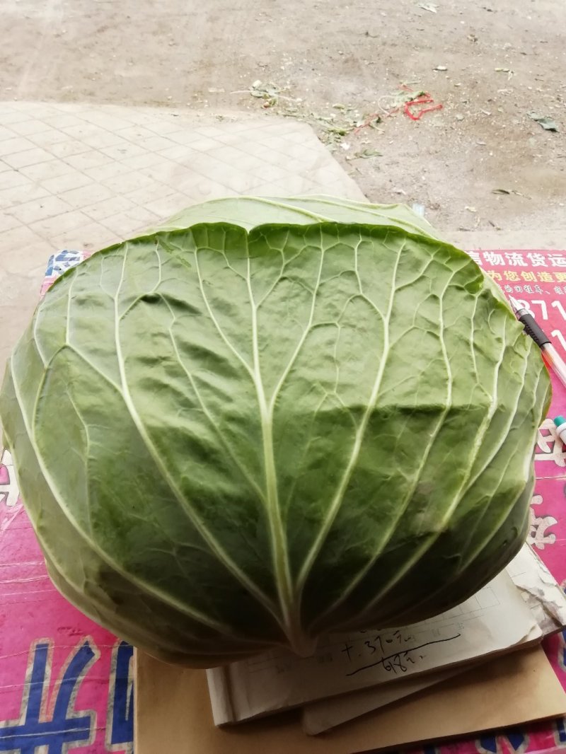 墨玉扁包菜产地直发长年供应货量充足，视频看货地头装车