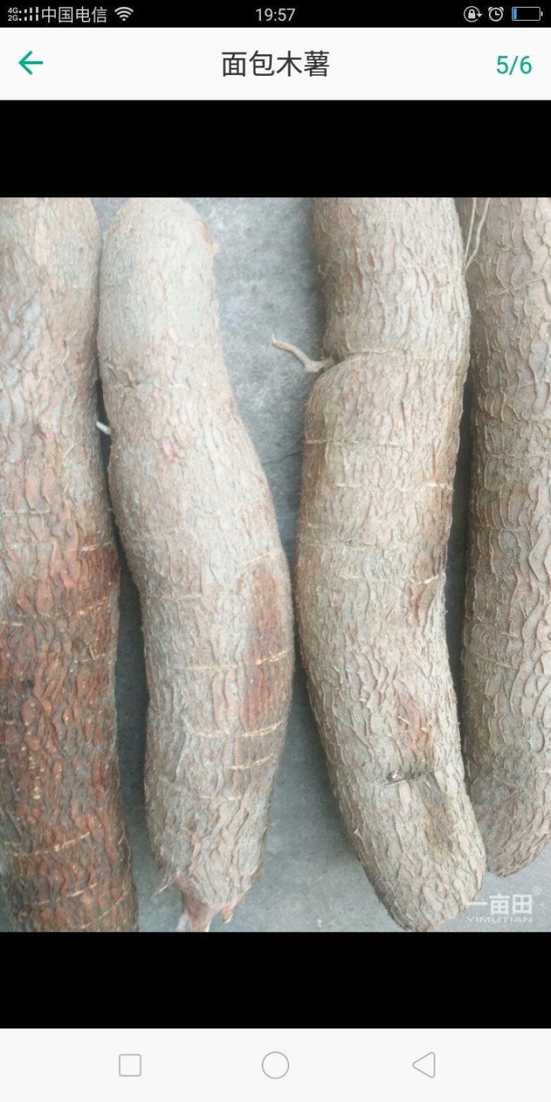 2面包木薯
