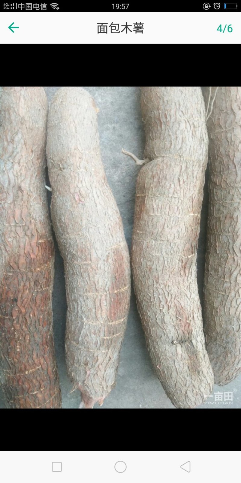 2面包木薯
