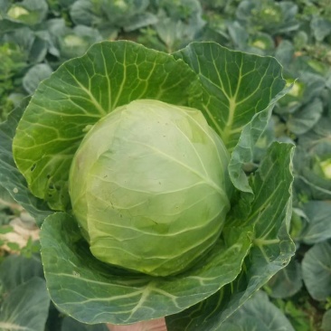 莲花白