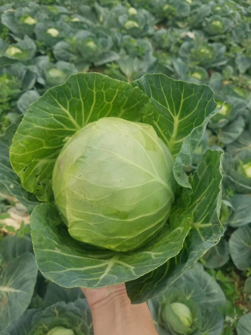 莲花白