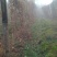 哪嘛坪原生态山药一（花山仔）