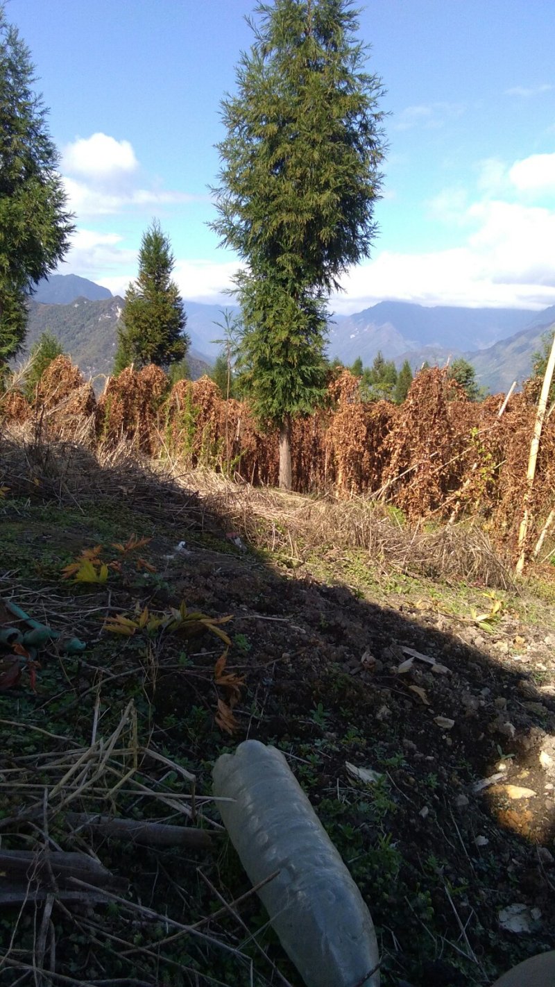 哪嘛坪原生态山药一（花山仔）