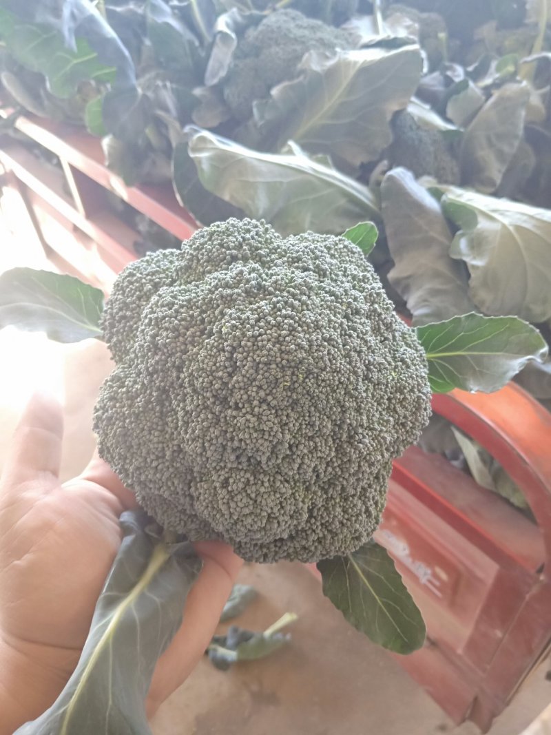 西兰花