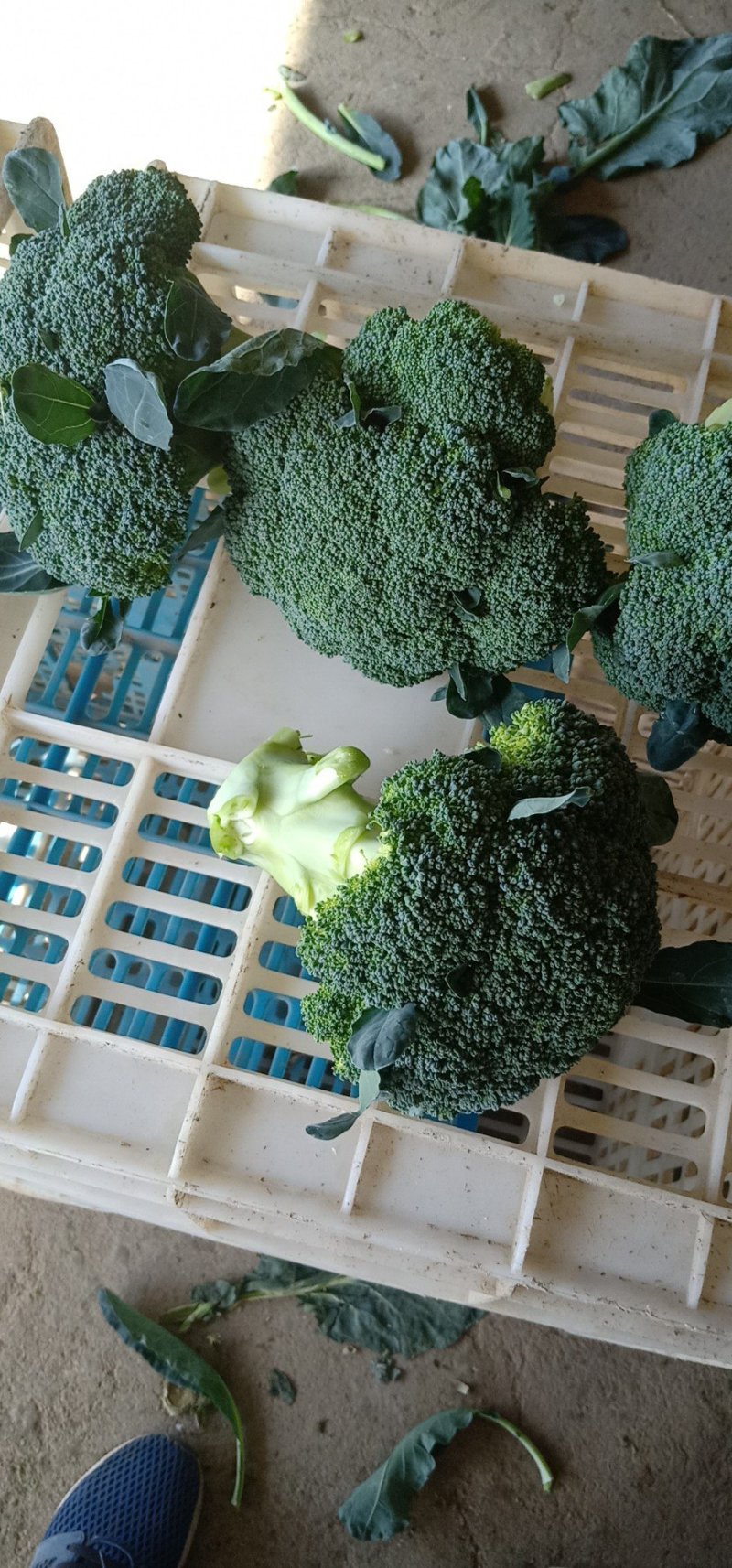 西兰花