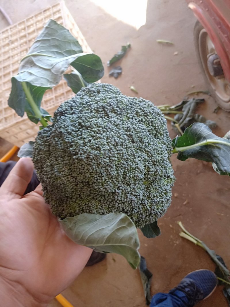 西兰花