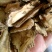 白芷中药材白芷白芷片香料调料
