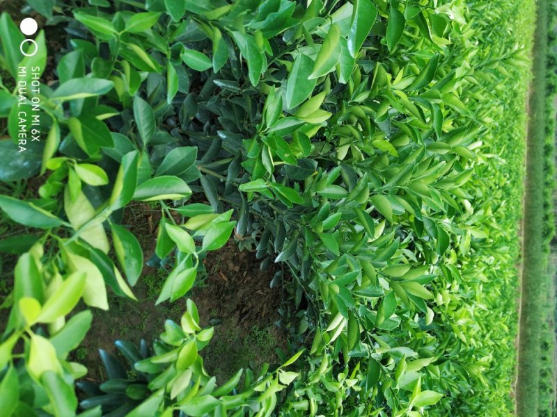 晚熟品种阿尔及利亚夏橙苗