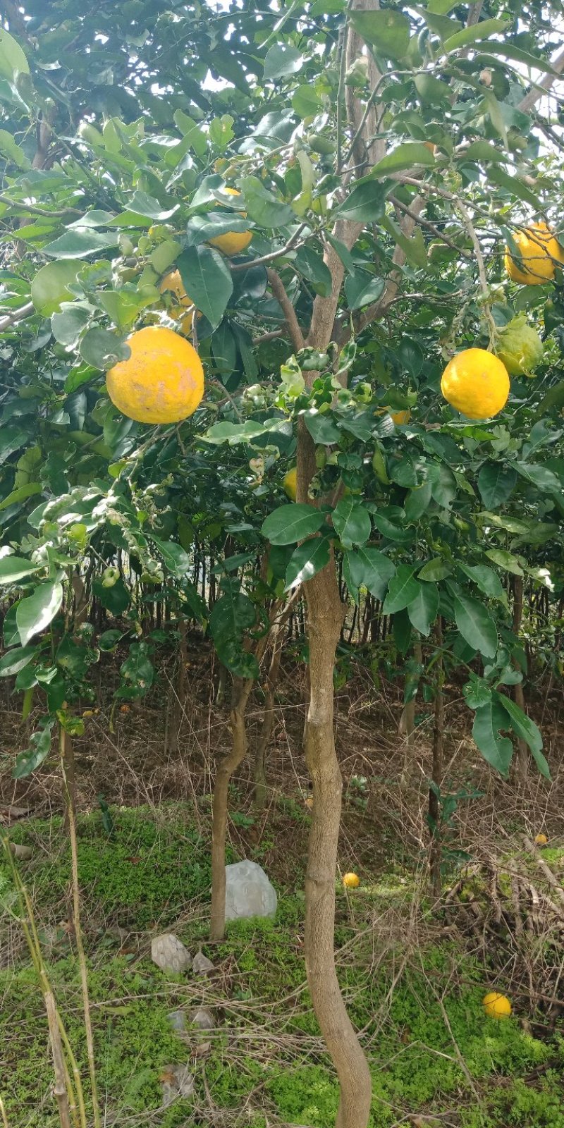嫁接挂果十年香橼大苗
