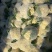 松花菜，大量供货，青梗花菜，菜花，松花菜，