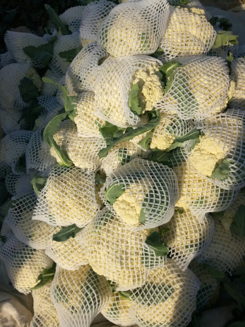 松花菜，大量供货，青梗花菜，菜花，松花菜，