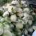 松花菜，大量供货，青梗花菜，菜花，松花菜，