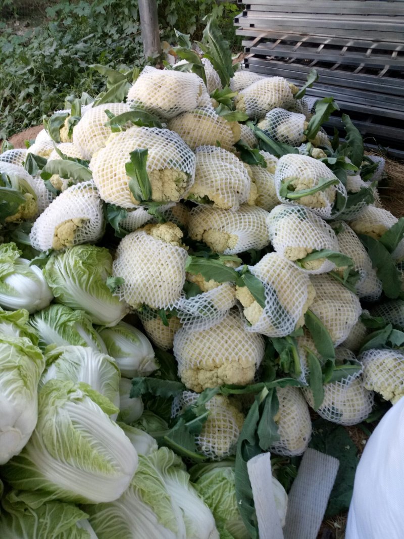 松花菜，大量供货，青梗花菜，菜花，松花菜，