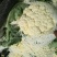 松花菜，大量供货，青梗花菜，菜花，松花菜，