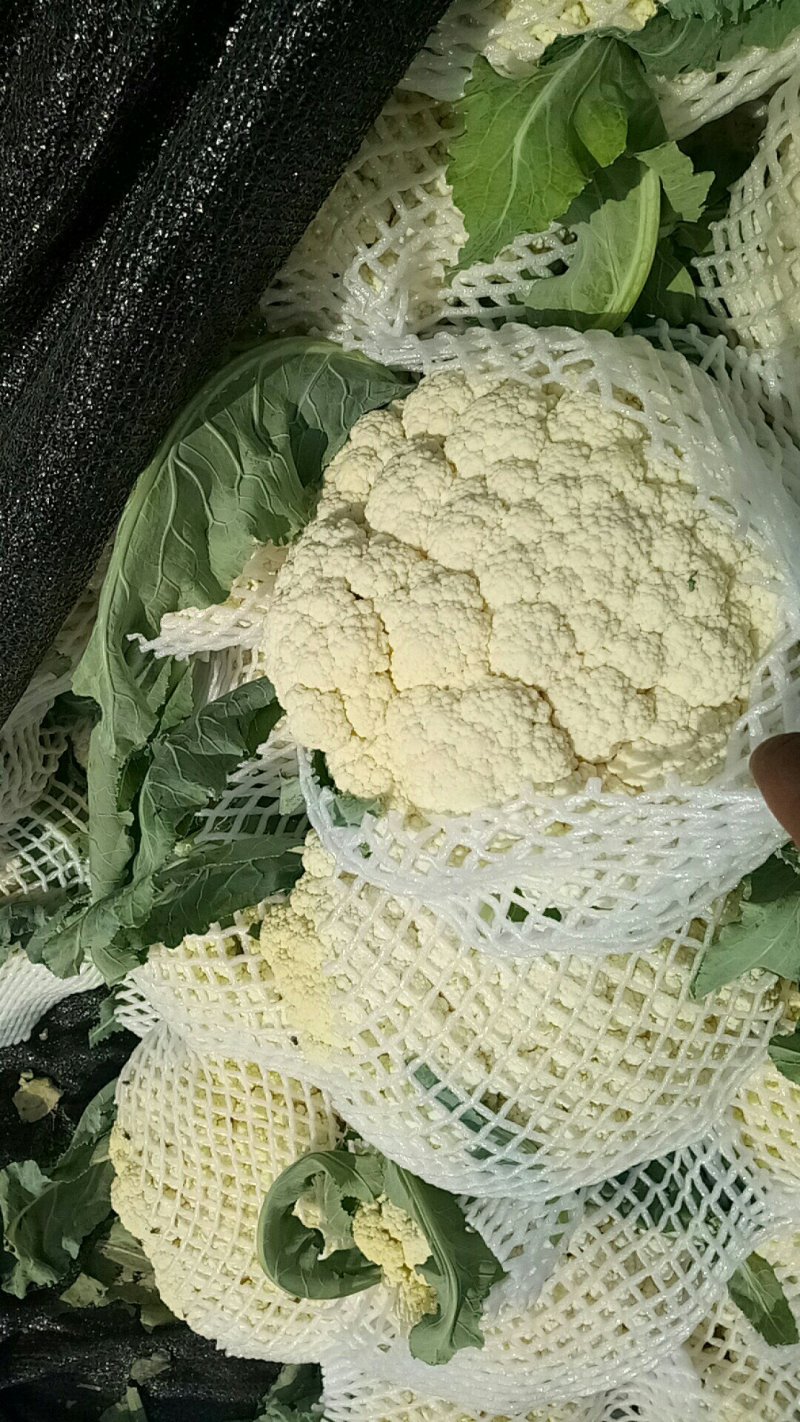 松花菜，大量供货，青梗花菜，菜花，松花菜，