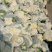 松花菜，大量供货，青梗花菜，菜花，松花菜，
