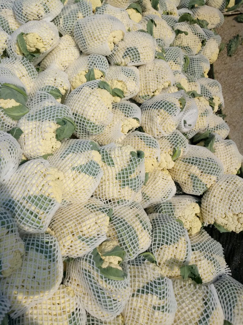 松花菜，大量供货，青梗花菜，菜花，松花菜，
