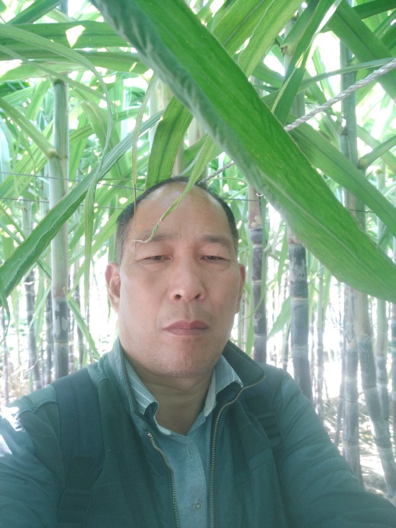 甘蔗种，甘蔗苗，甘蔗种苗，黑甘蔗种苗。黄皮甘蔗种，青皮蔗