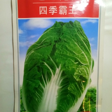 韩国进口白菜种子（四季霸王）