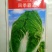 韩国进口白菜种子（四季霸王）