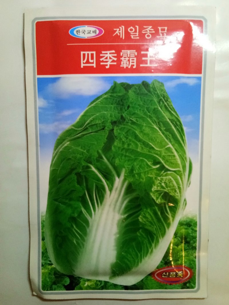 韩国进口白菜种子（四季霸王）