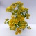 野菊花黄菊花茶纯野生小朵苦菊去火降火烘烤晒干散装