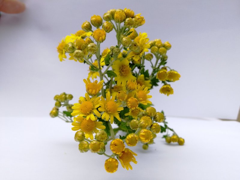 野菊花黄菊花茶纯野生小朵苦菊去火降火烘烤晒干散装