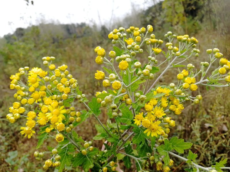 野菊花黄菊花茶纯野生小朵苦菊去火降火烘烤晒干散装