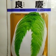 日本进口春白菜种子白菜种子春白菜种子