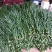 富贵竹批发招财竹红竹观音竹转运竹发财竹水培竹