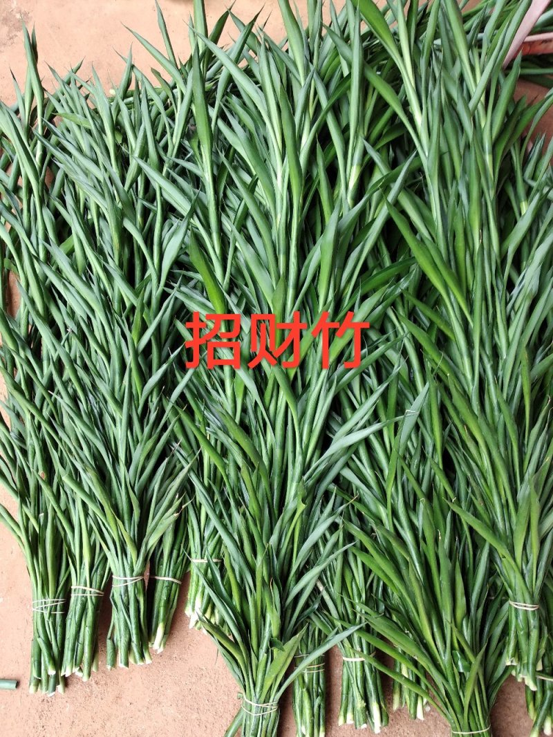 富贵竹批发招财竹红竹观音竹转运竹发财竹水培竹
