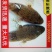 木奶鱼大量批发木乃鱼酒店爆款木奶奶鱼