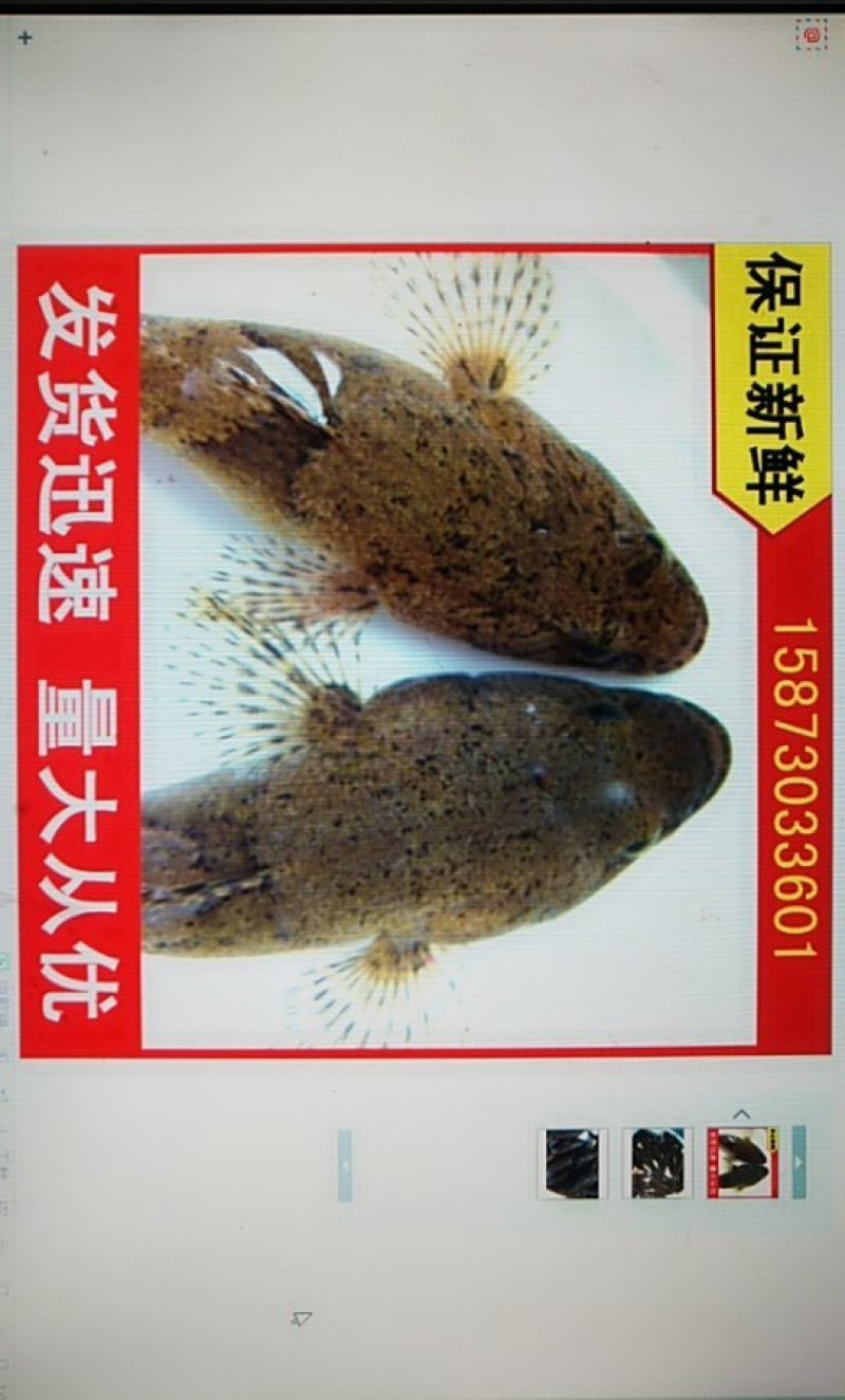 木奶鱼大量批发木乃鱼酒店爆款木奶奶鱼